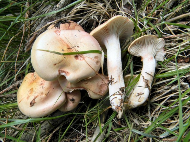 Ancora 2 funghi - Trentino